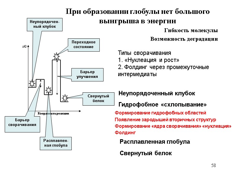 58 При образовании глобулы нет большого выигрыша в энергии Гибкость молекулы Возможность деградации 